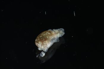 Media type: image;   Malacology 393728 Description: live specimen;
